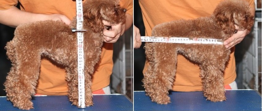 根据测量出的狗狗们的身材尺寸,制作狗狗模型. 第四步:制作cos服装.
