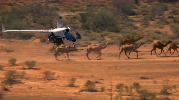 澳大利亚5000头骆驼遭无情射杀 澳洲森林大火是否人为导致？