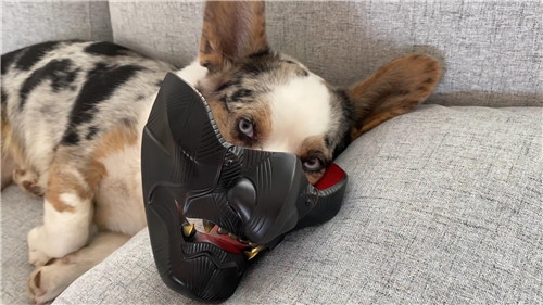 《对马岛之鬼》实体典藏版开箱视频 狗狗戴面具好酷