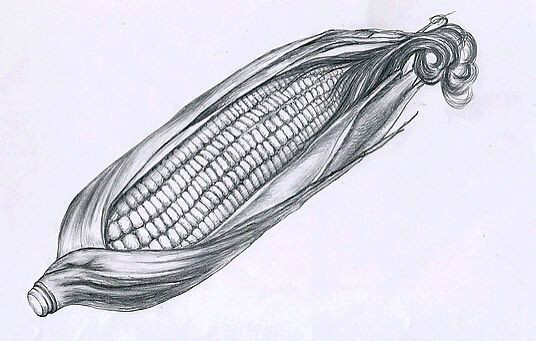 素描玉米 静物图片
