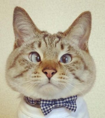 日本对眼猫成网络新星在ins上拥有超过14万粉丝